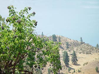 Blue elderberry bush