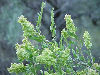 Picture of four-wing saltbush - Atriplex canescens