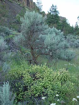 Picture of four-wing saltbush with big sagebrush