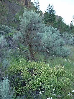 Pictures of four-wing saltbush - Atriplex canescens