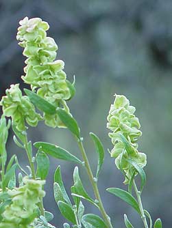 Four-wing saltbush picture