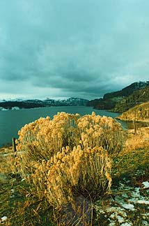 Gray rabbit brush picture