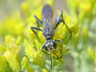 Green rabbitbrush flowers with a nectaring prionyx grasshopper hunter wasp