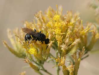 Green rabbitbrush with a tiphiid wasp