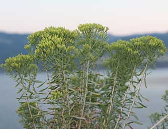 Green rabbitbrush picture - Chrysothamnus viscidiflorus