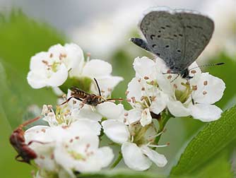 Picture of spring azure butterfly and wasps nectaring on black hawthorn