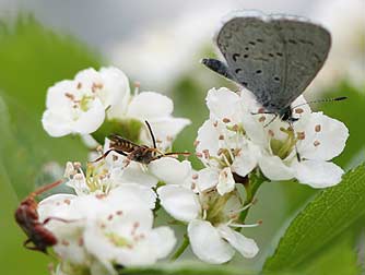 Black Hawthorn Flower  Pictures