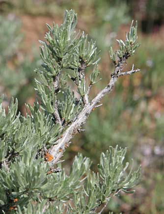 Picture of low or small sagebrush leaves