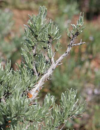 Low sagebrush pictures