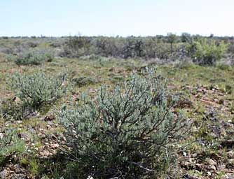 Low Sagebrush or Artemisia arbuscula picture - 