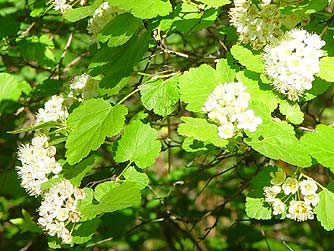Picture of mallow ninebark flowers and leaves