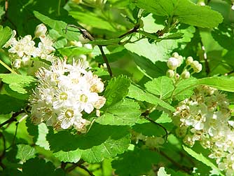 Mallow ninebark flower picture - Physocarpus malvaceus