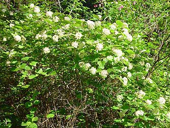 Mallow ninebark bush or Physocarpus malvaceus picture