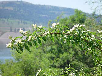 Picture of a branch of wild mock orange flowers or Philadelphus lewisii