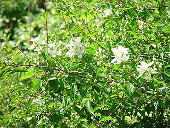 Picture of a wild mock orange bush or Philadelphus lewisii