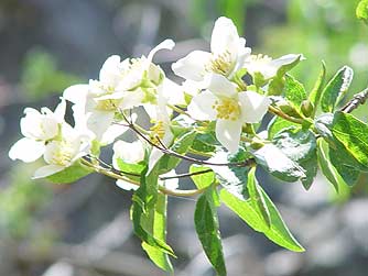 Picture of mock orange flowers