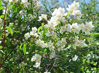 Picture of Mock Orange or Syringia flowers