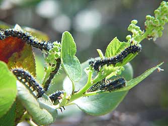 Mountain balm with California tortoiseshell caterpillars