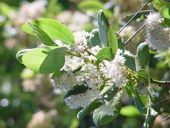 Comparison photo - mountain balm or Ceanothus velutinus, a fragrant ceanothus with sticky leaves and green stems