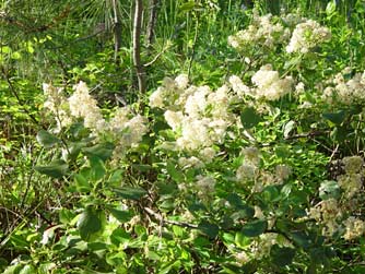 Picture of mountain balm flowers - Ceanothus velutinus