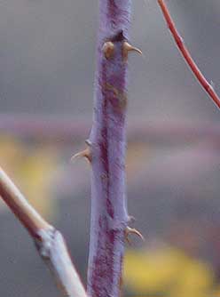 Nootka rose stem with thorns