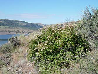 Ocean spray bush in semi-arid eastern Washington