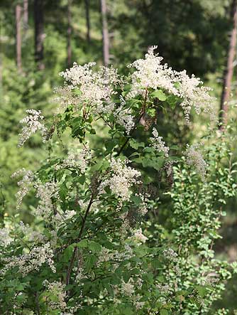 Ocean spray bush