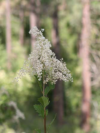 Ocean spray flower picture