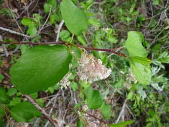 Oregon tea tree, redstem ceanothus or ceanothus sanguineus