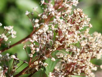 Oregon tea tree flowers