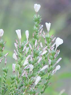 Granite prickly phlox flower picture - Leptodactylon pungens