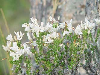 Picture of granite prickly phox blooming in spring