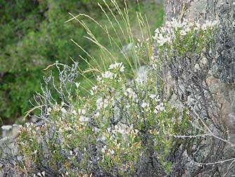 Granite gilia or Leptodactylon pungens picture