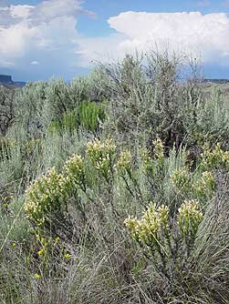 Granite prickly phlox pictures