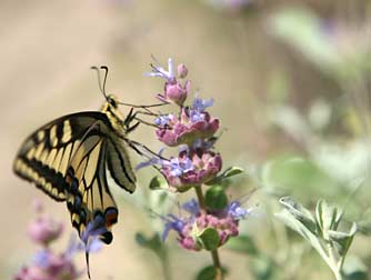 Picture of purple sage flowers