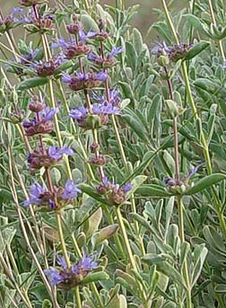 Purple sage flowers closeup picture