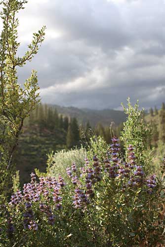 Purple sage or Salvia dorrii picture