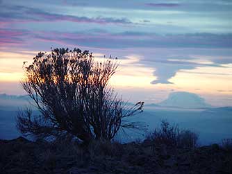 Rabbitbrush and Mt Rainier