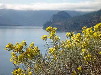 Eastern Washington gray rabbitbrush or Ericameria nauseosa in fall