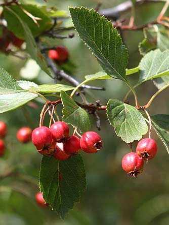 Picture of red fruit of black hawthorn