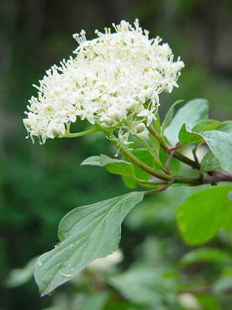 Red osier dogwood leaves and flower picture