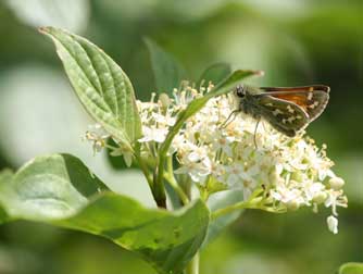 Pictue of red osier dogwood flower - Cornus sericea