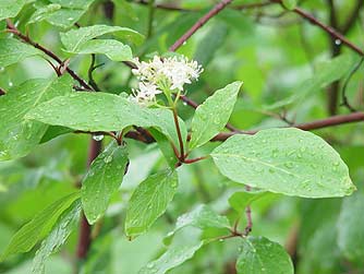 Picture of red osier dogwood