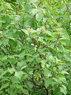 Red osier dogwood bush along creek