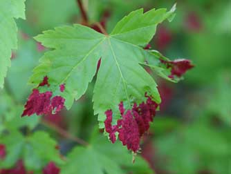 Picture of Rocky Mountain maple leaf with red fungus