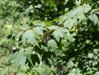 Picture of Rocky Mountain maple leaves
