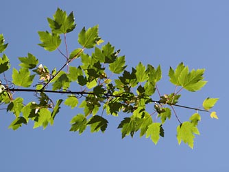 Rocky Mountain maple pictures