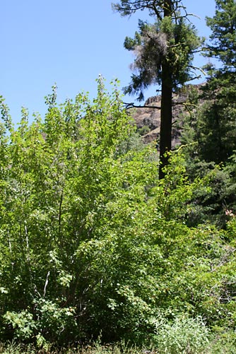 Picture of Rocky Mountain maple or Acer glabrum