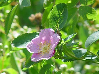 Wild Nootka Rose Picture