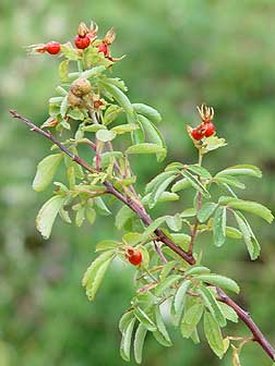 Eastern Washington nootka rose in fall